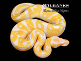 Albino Leopard Ball Python ♂ '26