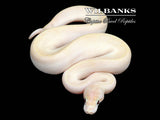 Banana Ivory Ball Python ♂ '26