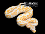 Black Pastel Albino Ball Python ♂ '26