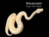 Black Pastel Albino Ball Python ♂ '26