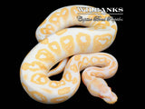 Black Pastel Albino Ball Python ♂ '26