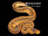 Leopard Champagne 100% Het. Clown Ball Python ♂ '26
