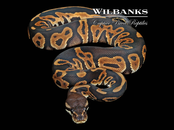 Leopard Cinnamon Ball Python ♀ '26