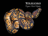 Super Orange Dream Sable Ball Python ♂ '26