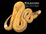Champagne 100% Het. Lavender Ball Python ♂ '26