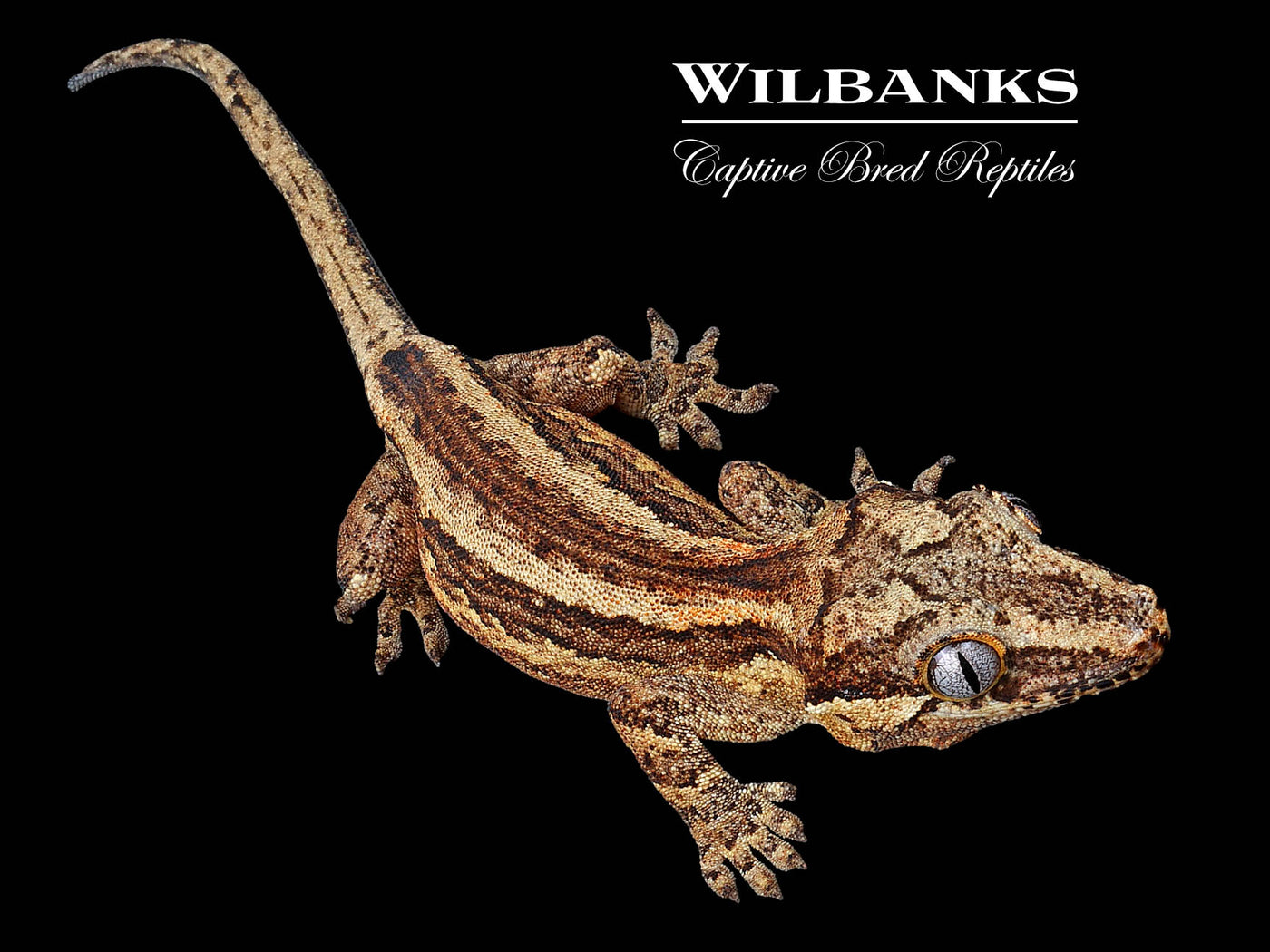 Striped Gargoyle Gecko '24