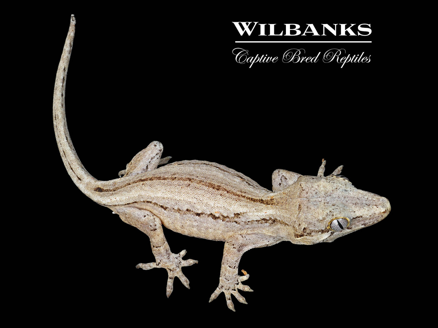 Striped Gargoyle Gecko '24