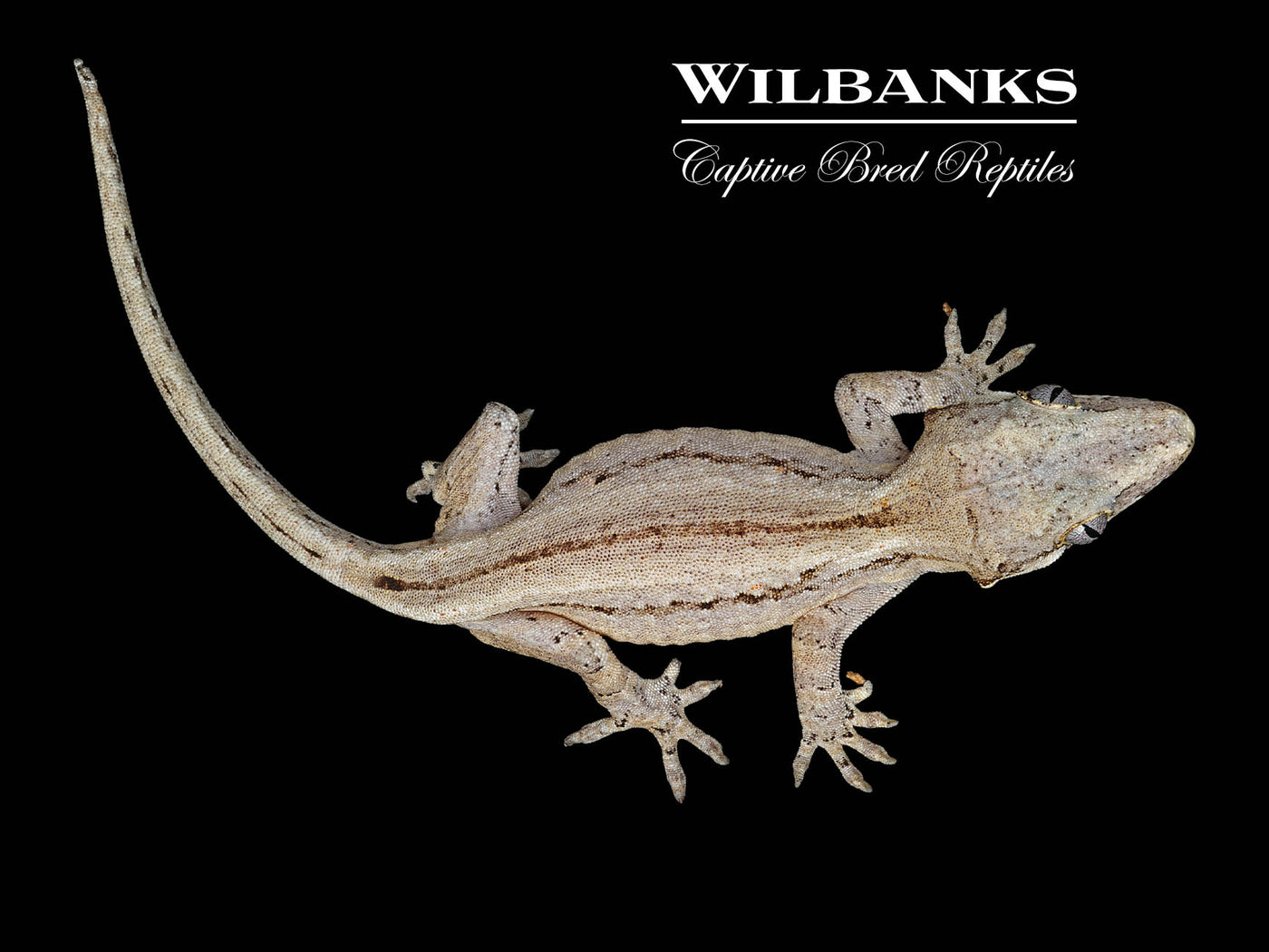 Striped Gargoyle Gecko '24