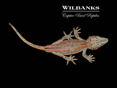 Orange Striped Gargoyle Gecko '24