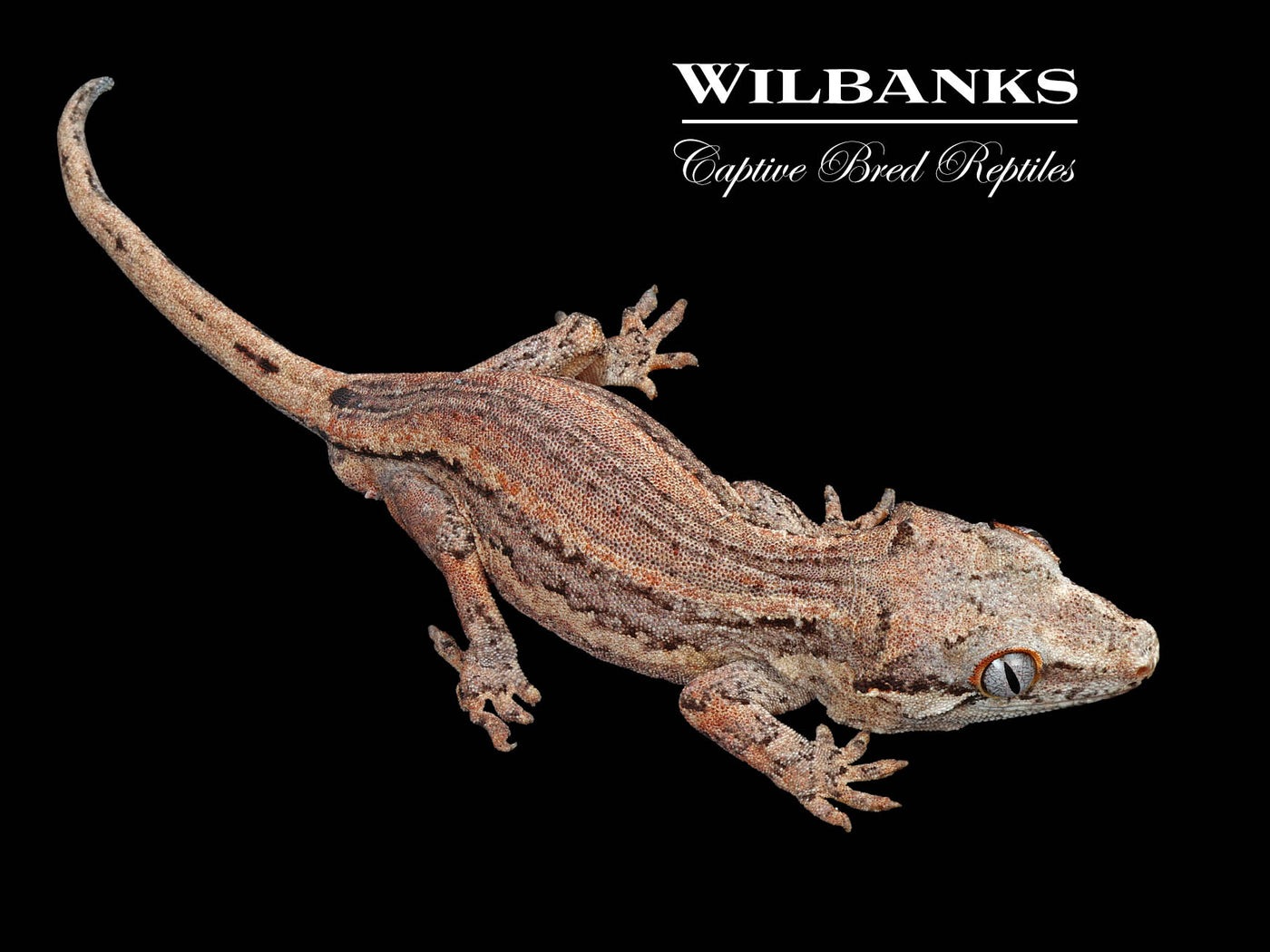 Striped Gargoyle Gecko '24