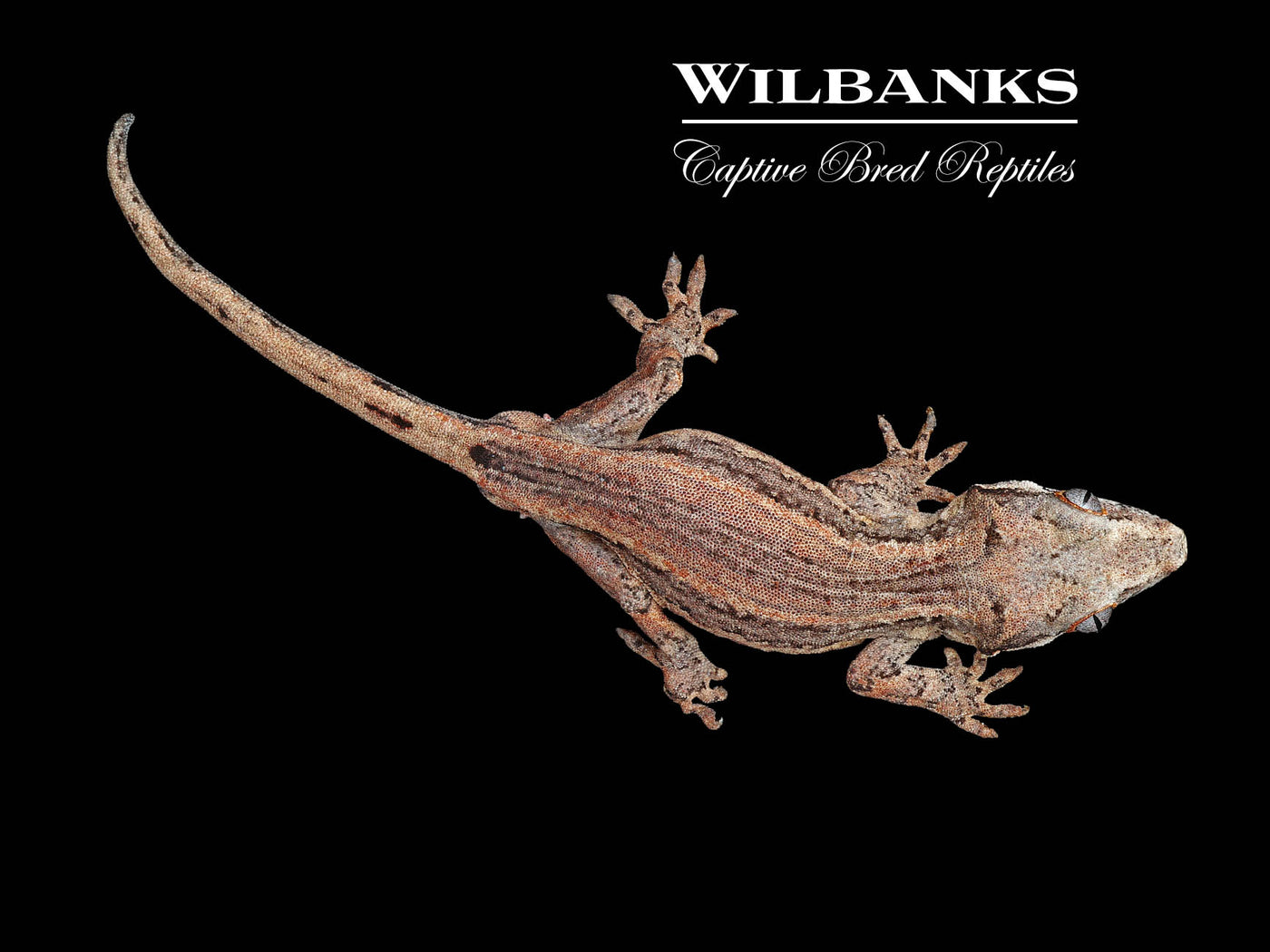 Striped Gargoyle Gecko '24