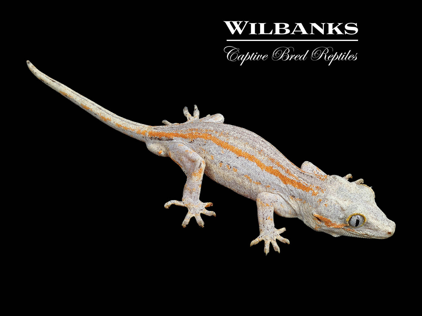 Orange Striped Gargoyle Gecko '24