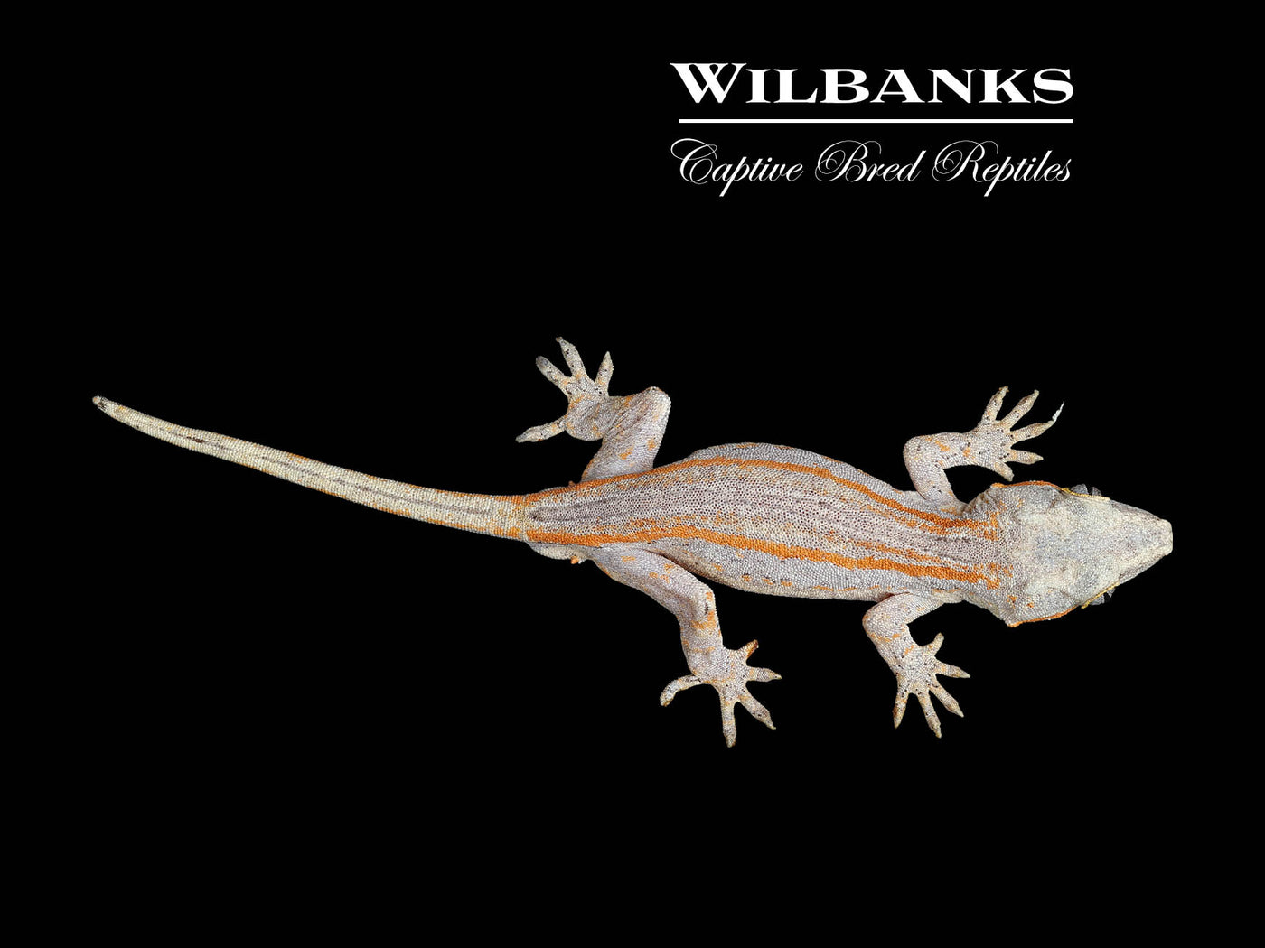 Orange Striped Gargoyle Gecko '24