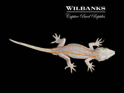 Orange Striped Gargoyle Gecko '24