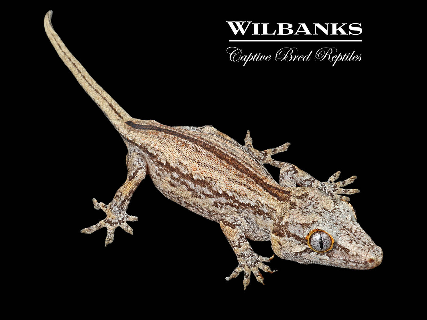 Striped Gargoyle Gecko '24