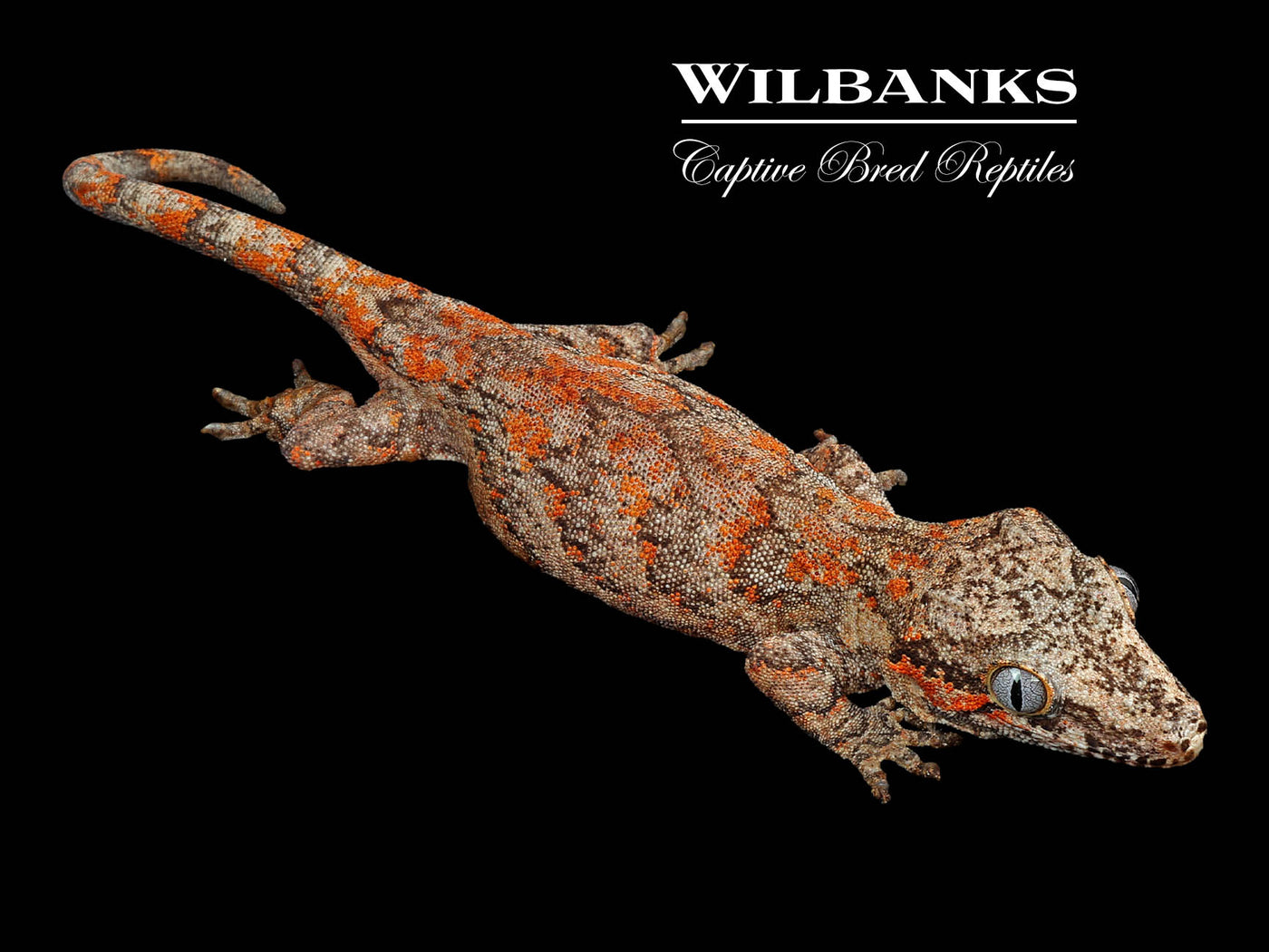 Red Blotch Gargoyle Gecko '24