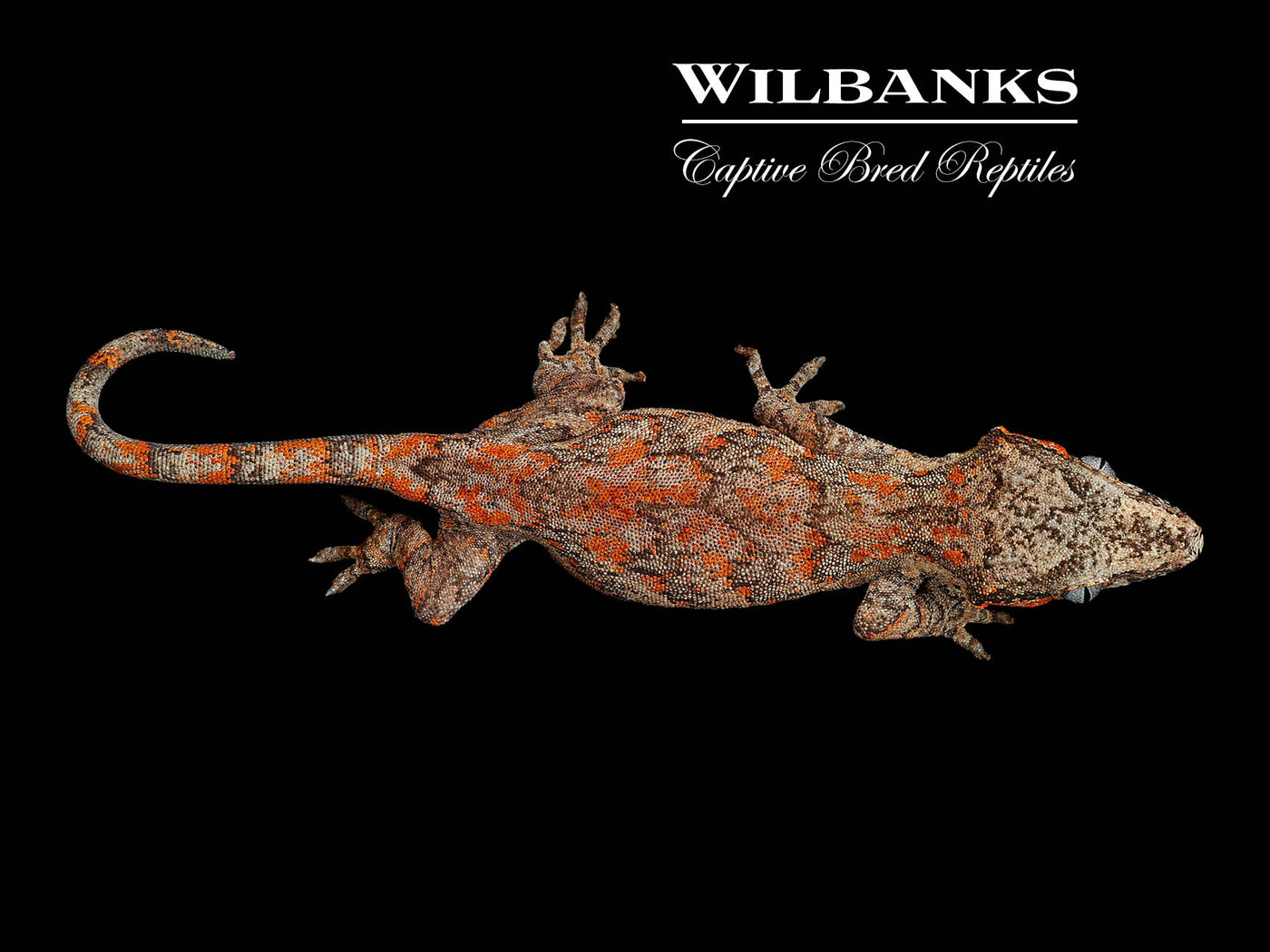 Red Blotch Gargoyle Gecko '24