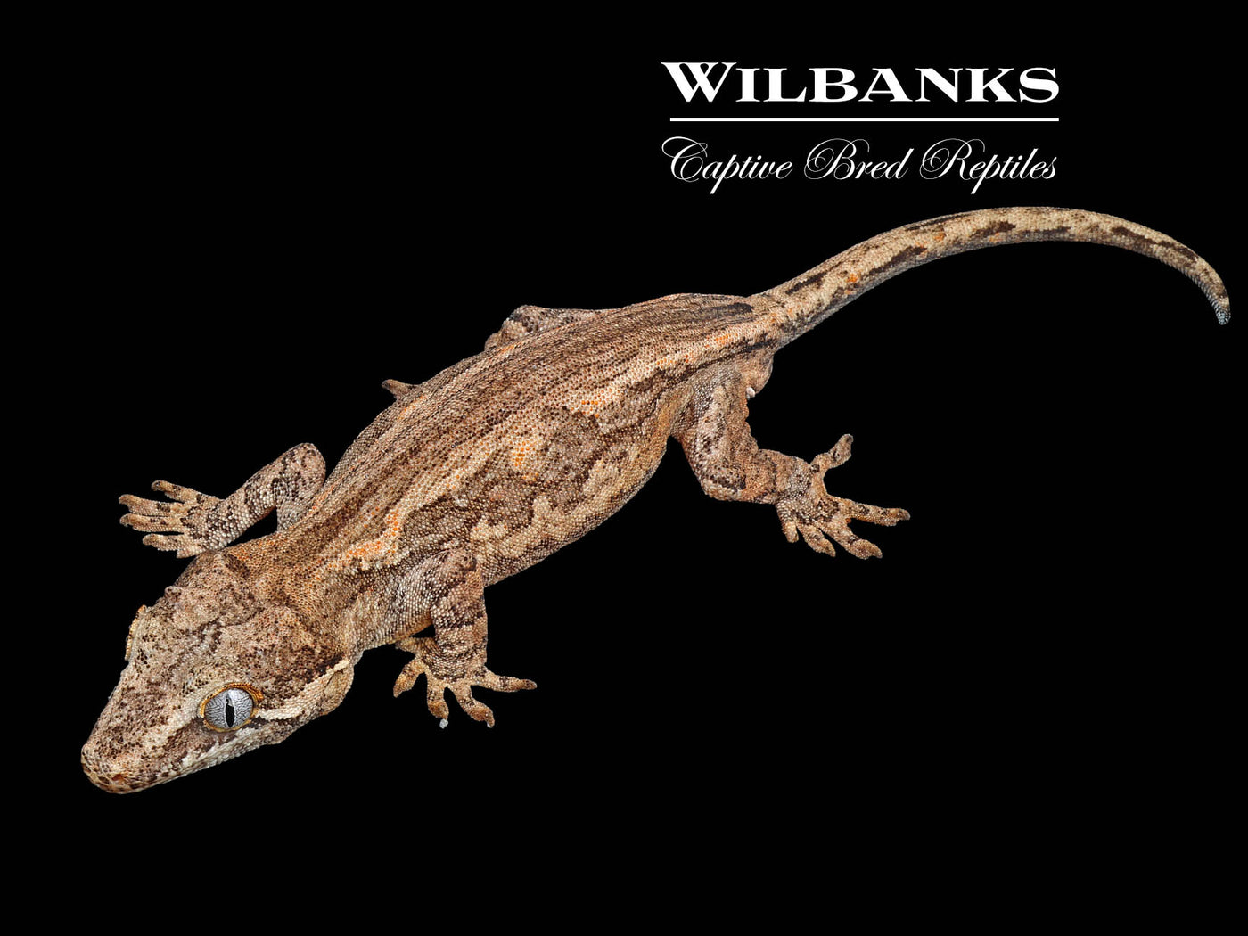 Striped Gargoyle Gecko '24