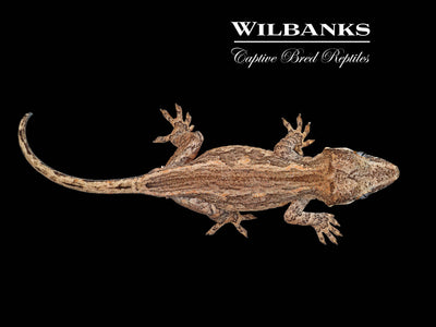 Striped Gargoyle Gecko '24