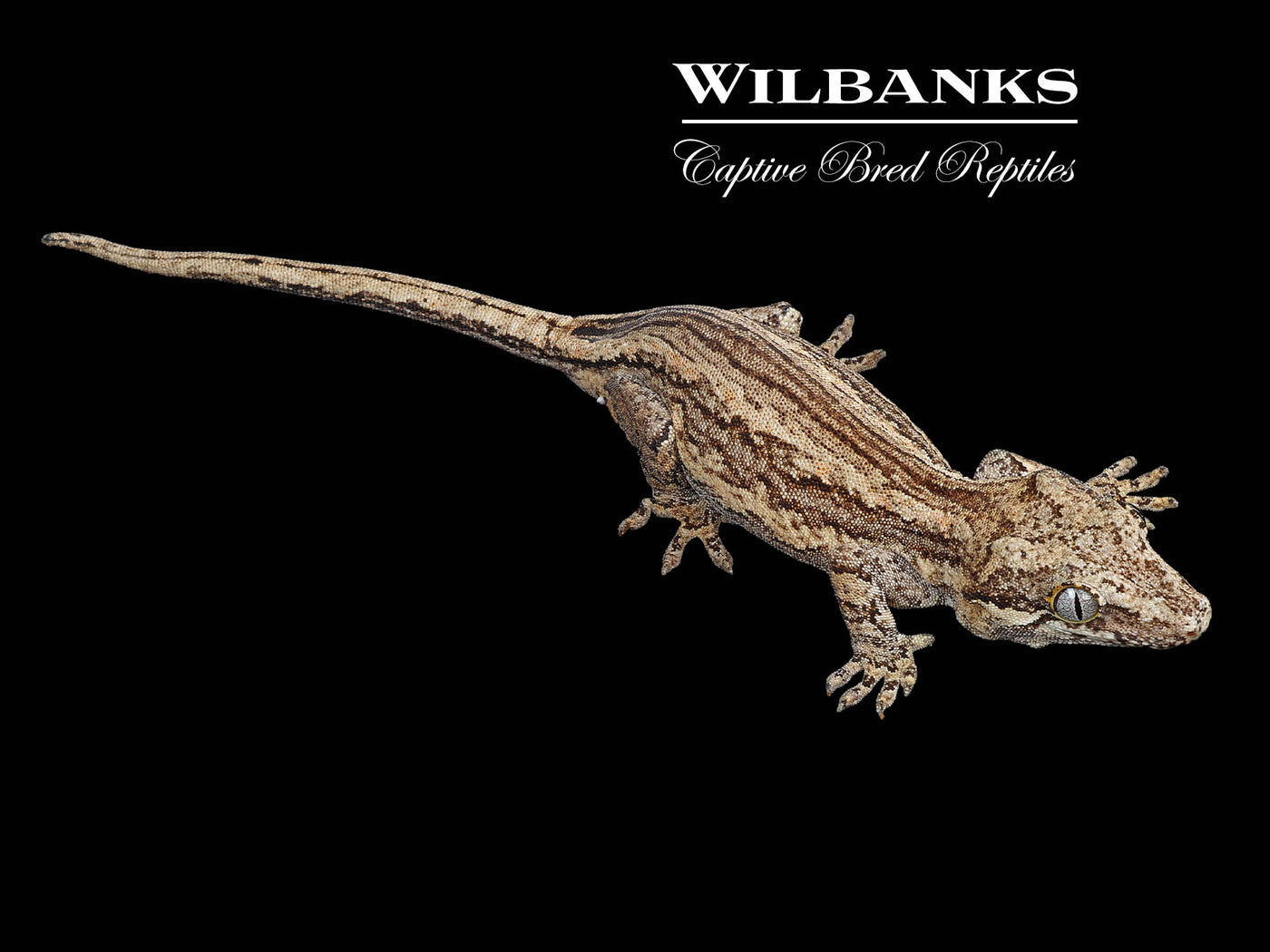 Striped Gargoyle Gecko '24