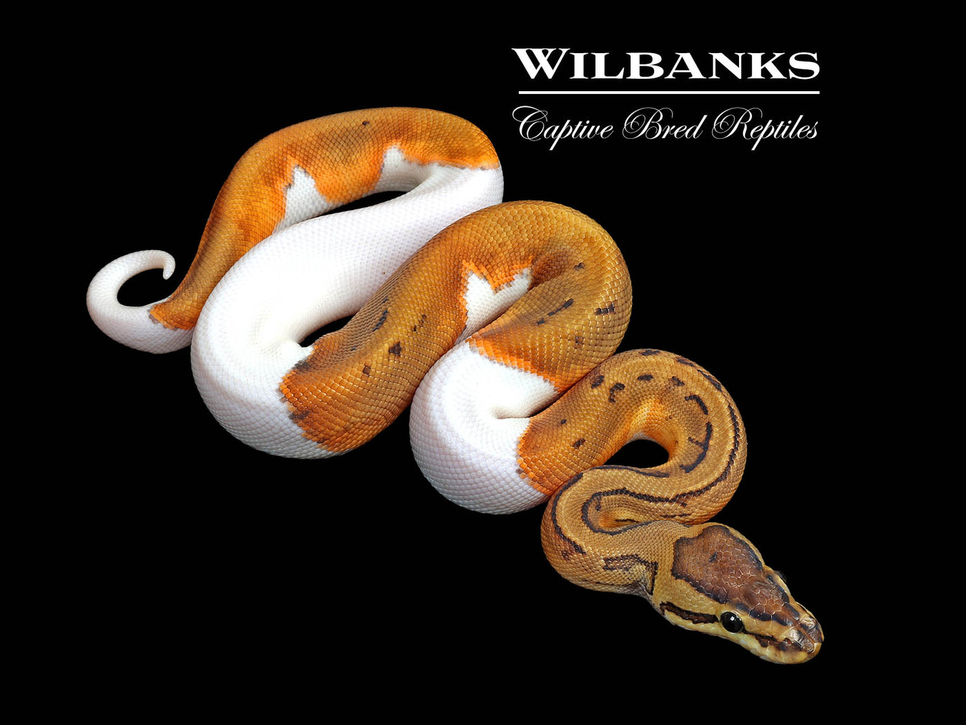 Pinstripe Pied Ball Python ♂ '25