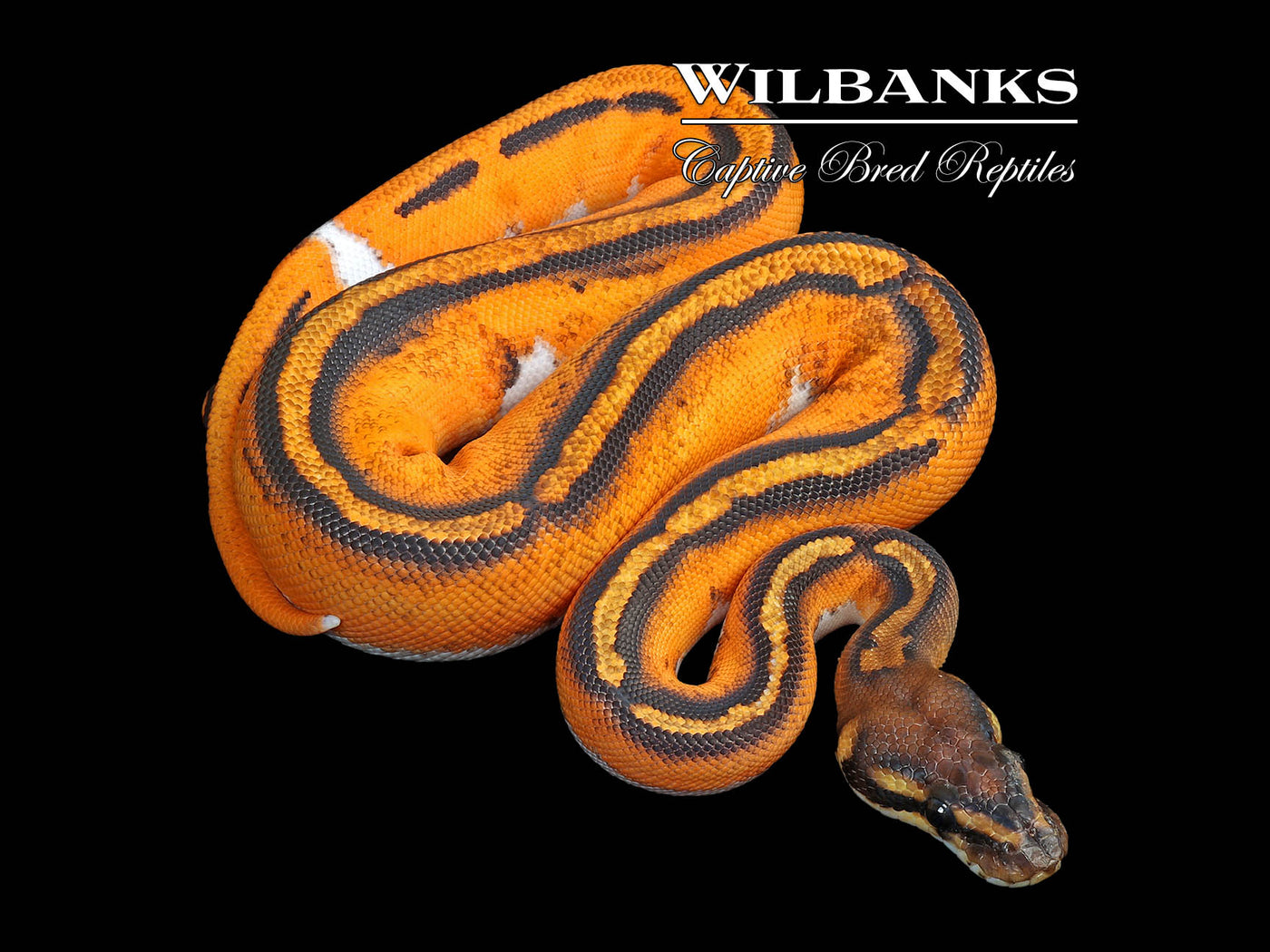 Super Orange Dream Blackhead Pied Ball Python ♀ '25