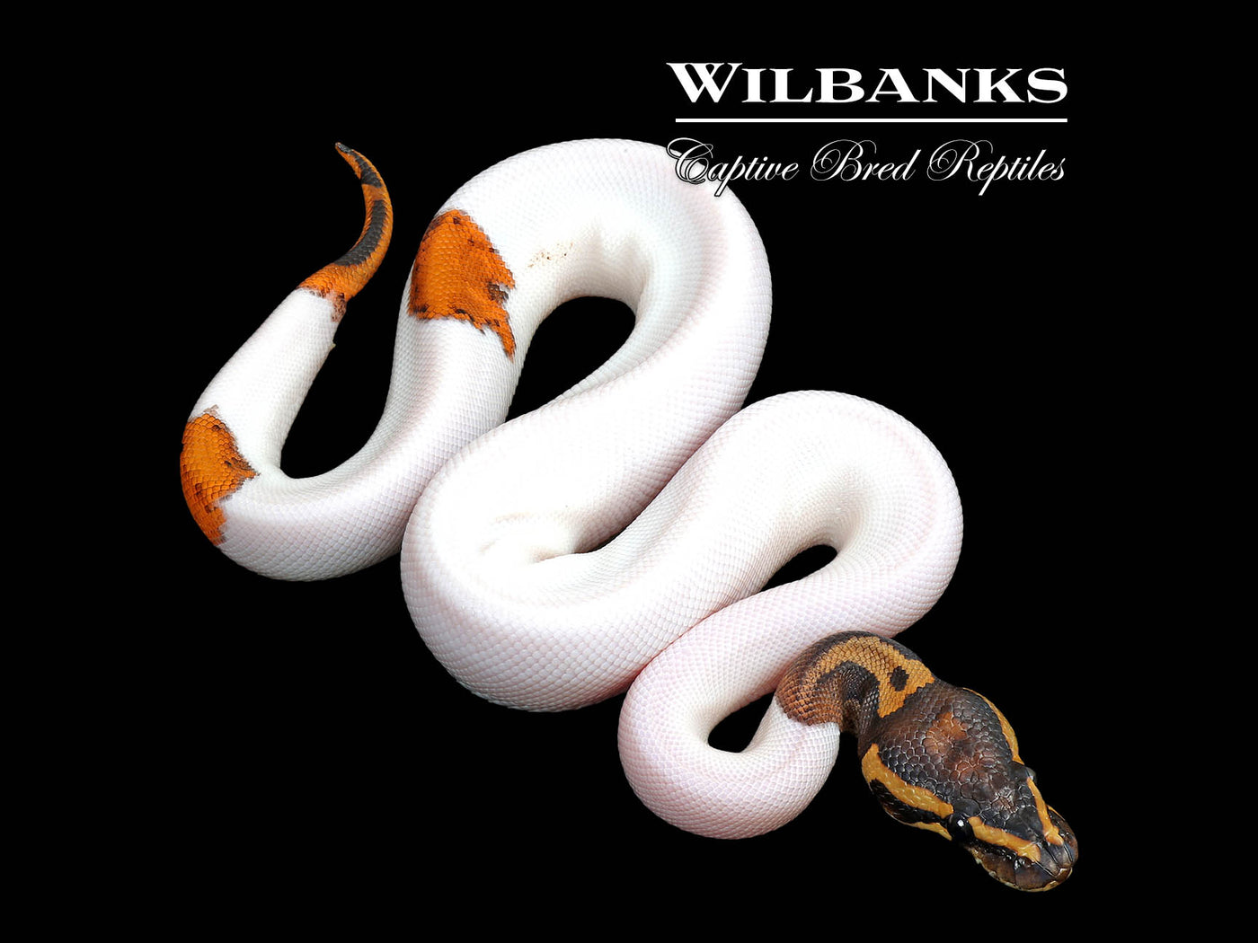 Sugar Pied 100% Het. Lavender Albino Ball Python ♀ '25