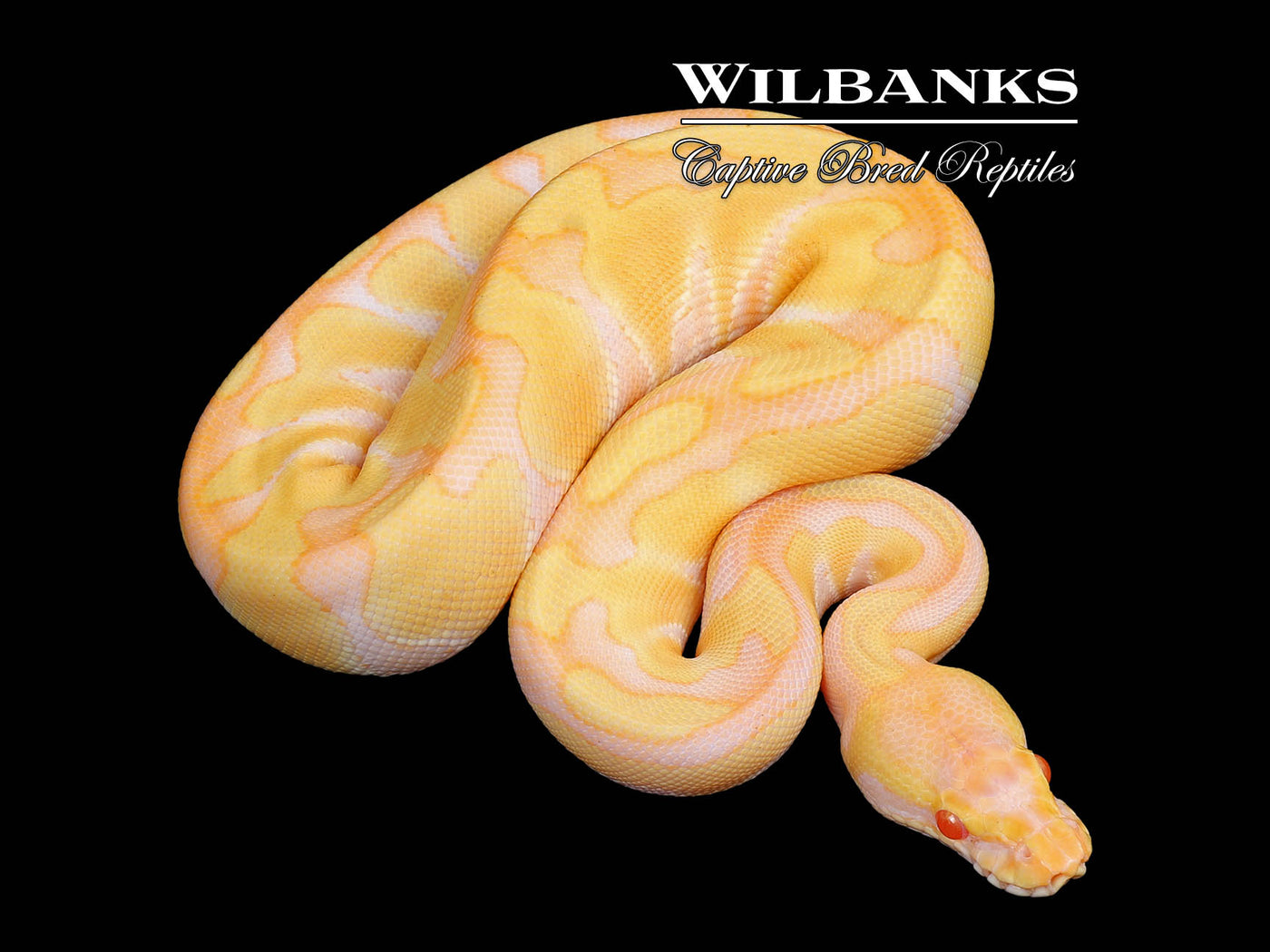 Albino Enchi Ball Python ♀ '25