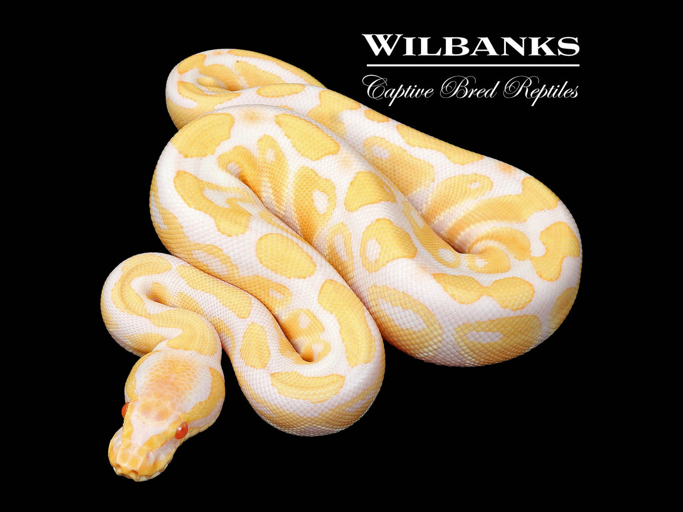 Albino 100% Het. Clown Ball Python ♀ '25