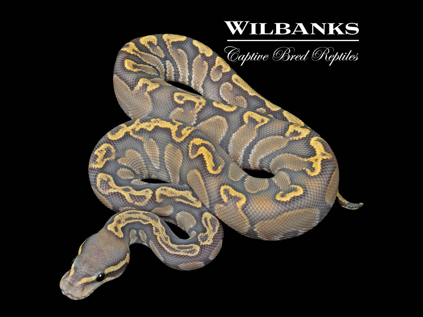 Mocha GHI Ghost Ball Python ♂ '25