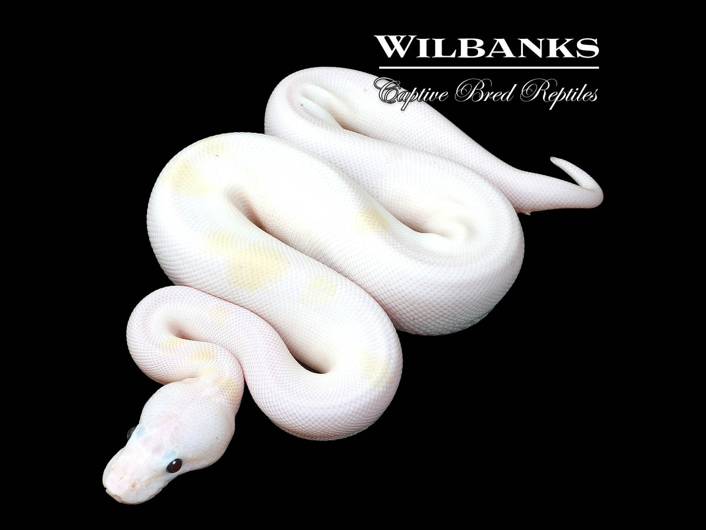 Super Fire Ball Python ♀ '25