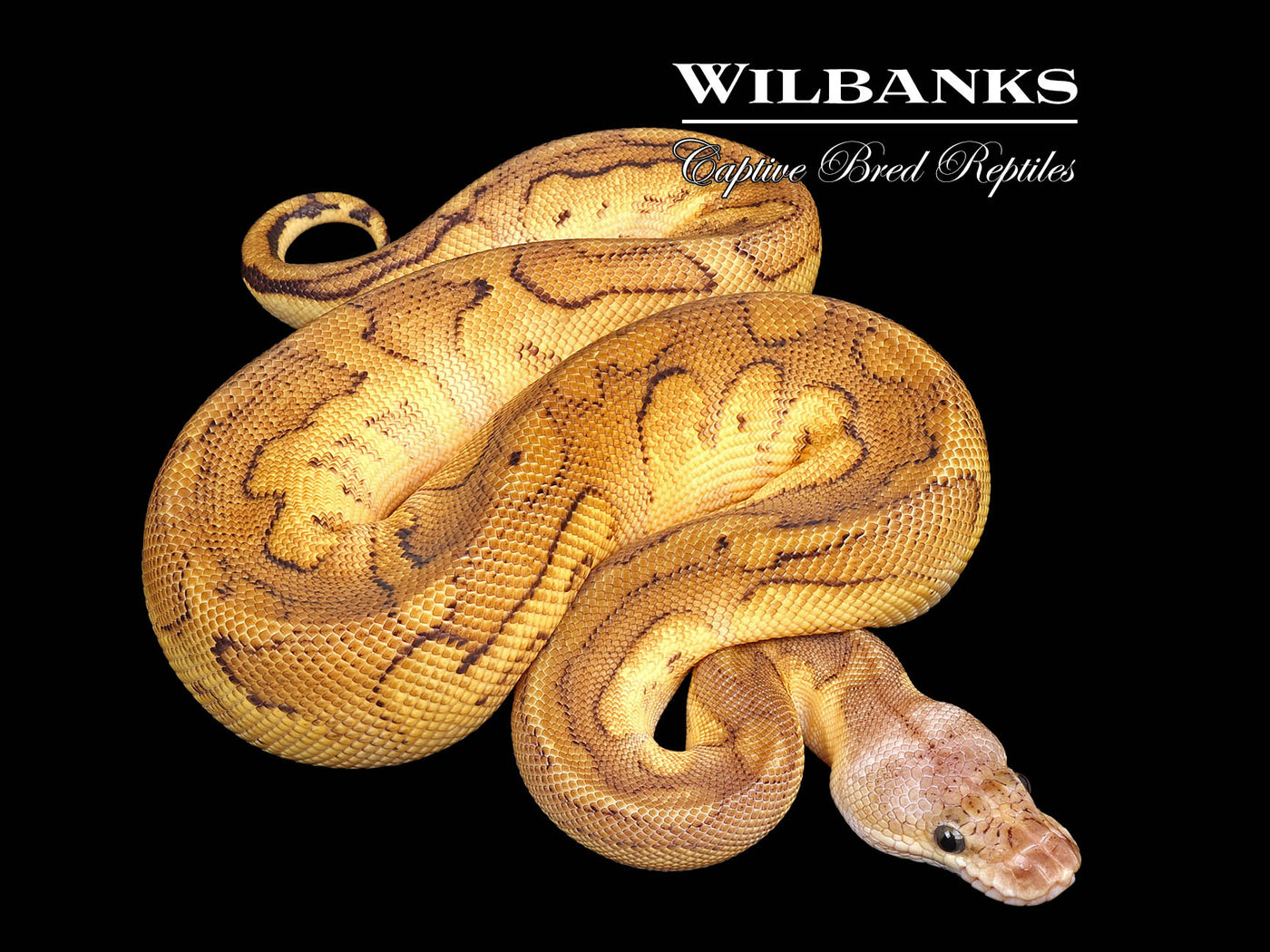 Pastel Sugar Genetic Stripe Clown Ball Python ♂ '25