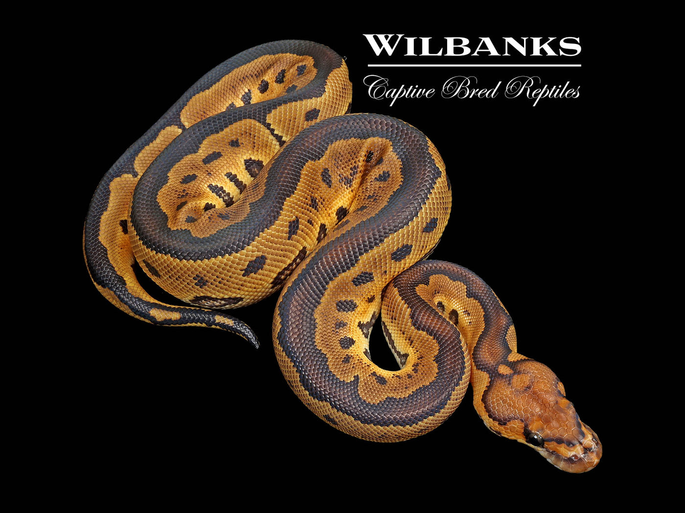 Clown 100% Het. Lavender Albino Ball Python ♂ '25