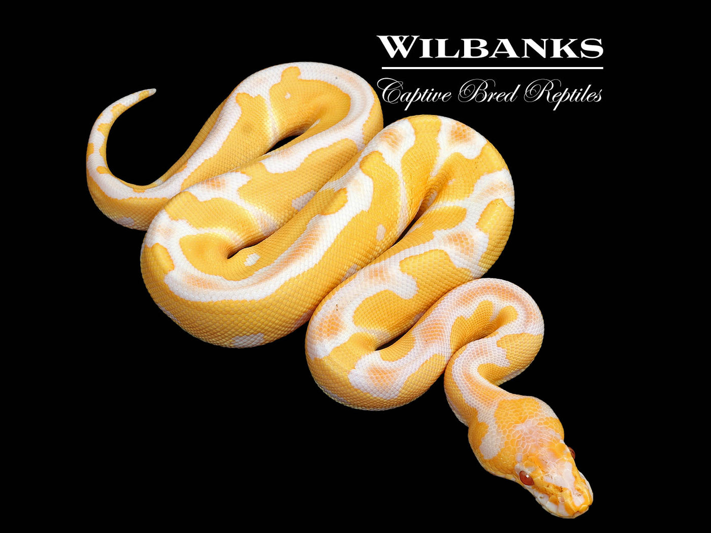 Grail (Lavender Clown) Ball Python ♀ '25