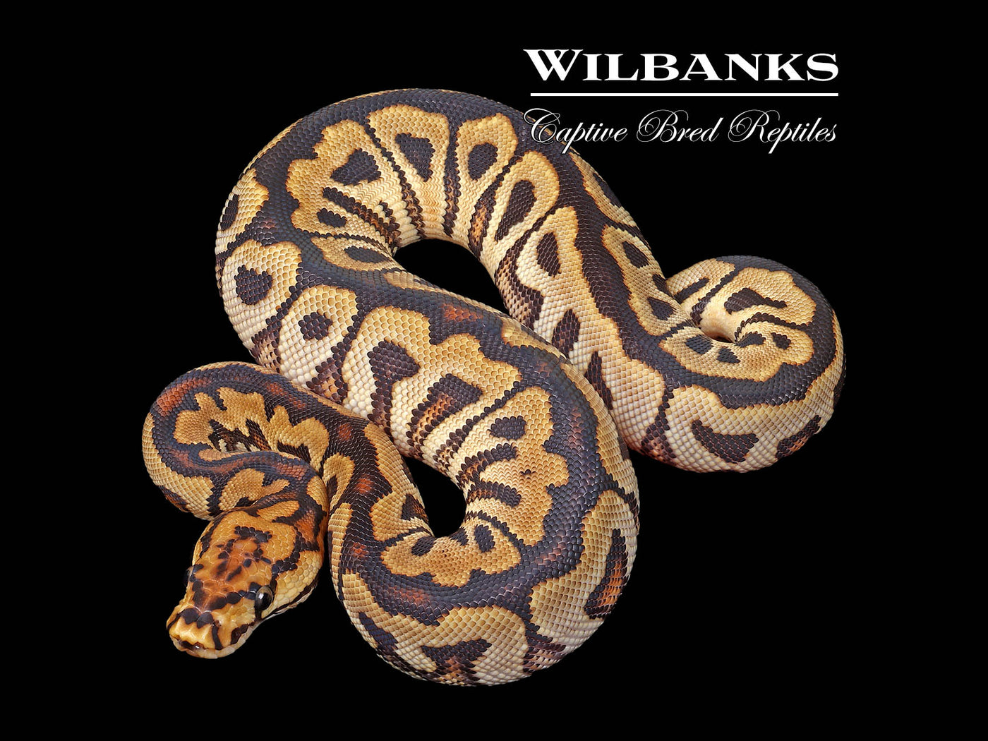 Spotnose Red Stripe Clown Ball Python ♀ '25