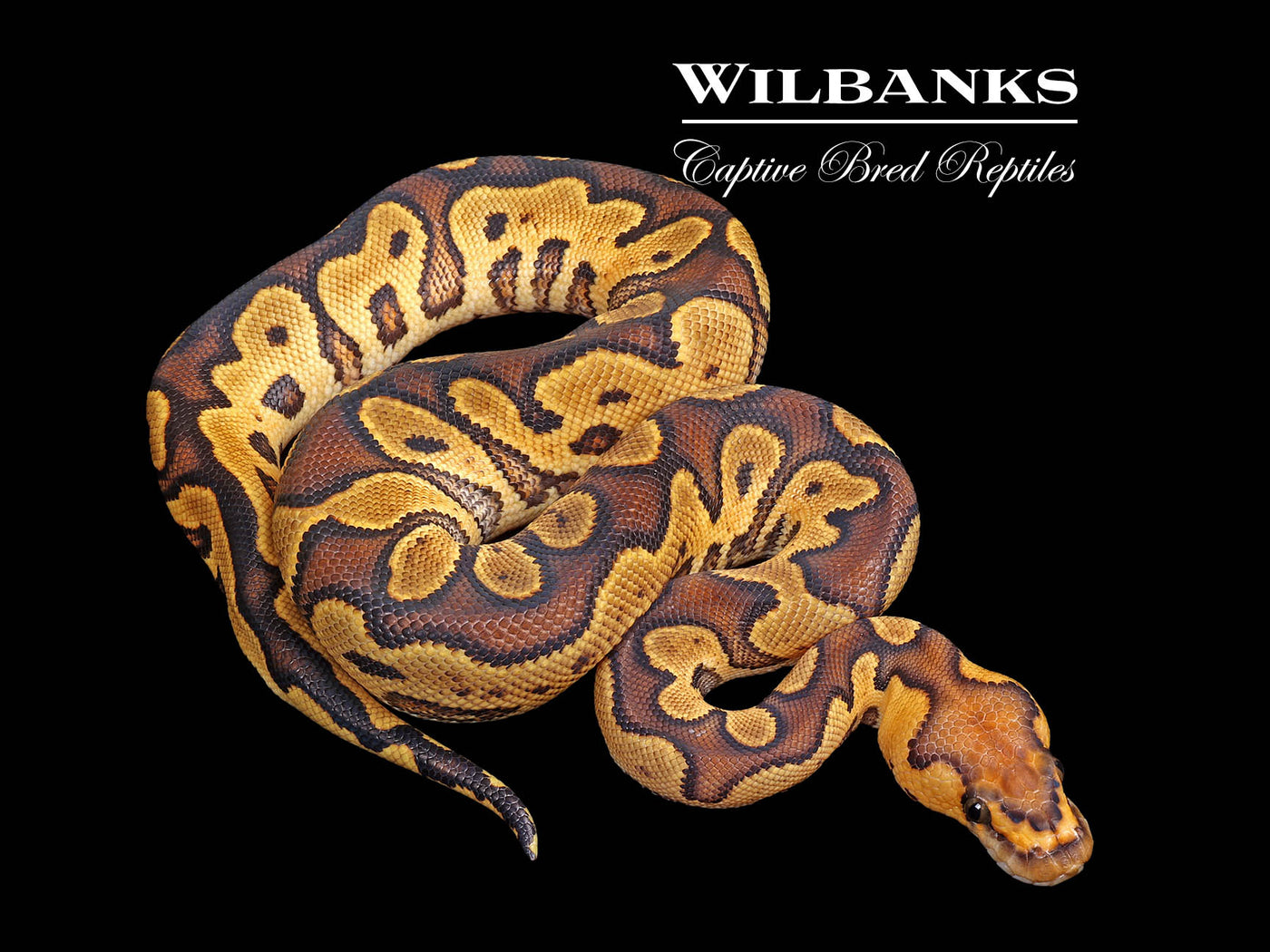 GHI Yellow Belly Clown Ball Python ♂ '25