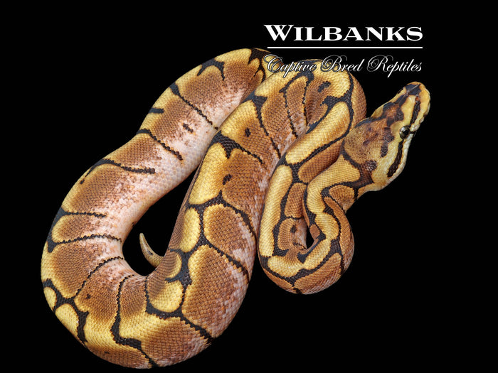 Spider Ball Python ♂ '26