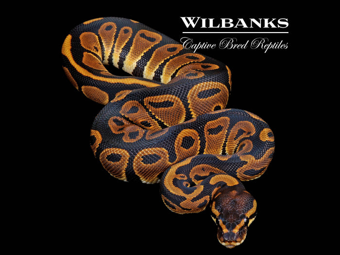 Leopard 100% Het. Albino Ball Python ♀ '26