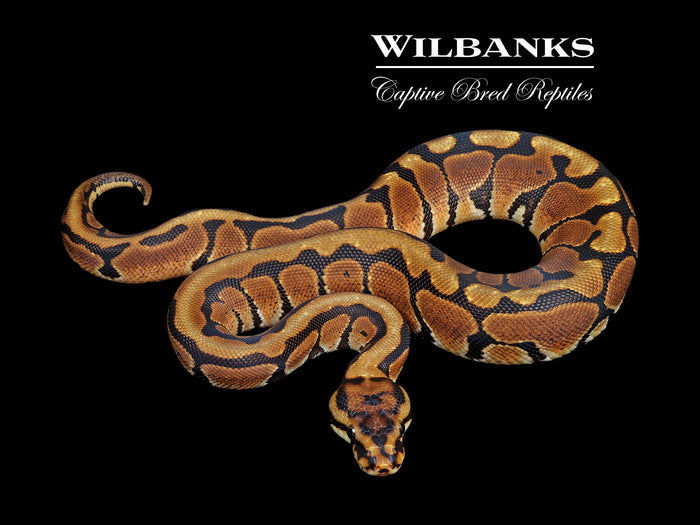 Spotnose Ball Python ♀ '26