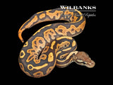 Black Pastel Orange Dream Fire Ball Python ♂ '26