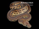 Leopard Cinnamon Clown Ball Python ♀ '26