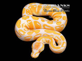 Lavender Albino Ball Python ♂ '26