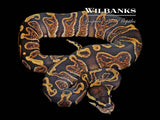 GHI 100% Het. Lavender Albino Ball Python ♀ '26