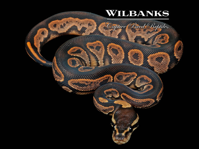 Sugar Ball Python ♀ '26