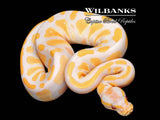 Lavender Albino Blackhead 100% Het. Pied Ball Python ♀ '26