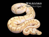 Banana Bumble Bee 100% Het. Pied Ball Python ♀ '26