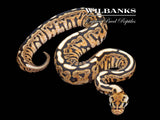 PowerBall 100% Het. Clown Clown Ball Python ♀ '26