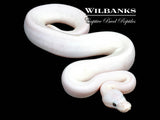 Super Fire Ball Python ♂ '26