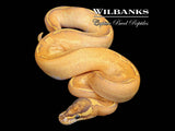 Fire Highway Ball Python ♂ '26