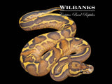 Fire Leopard Highway Ball Python ♂ '26